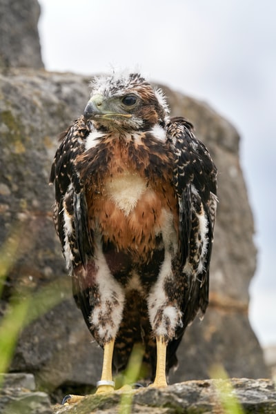 brown and white owl on gray rock